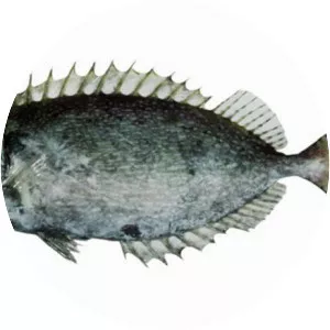 Pinspotted spinefoot