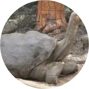 Pinta Island tortoise