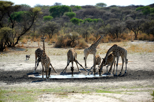 Pinto Africa - Afrika Reisen - Travel agency in Ehrwald, Austria