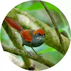 Pinto's spinetail
