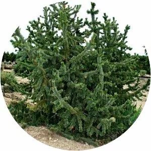 Pinus aristata - Plants