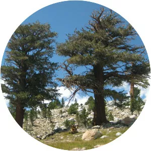 Pinus balfouriana - Plants