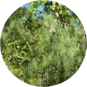 Pinus brutia var. eldarica