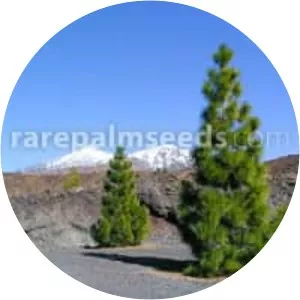 Pinus canariensis