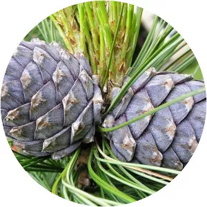 Pinus cembra
