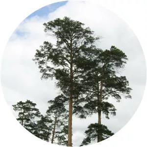 Pinus densiflora