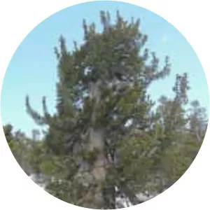 Pinus flexilis - Plants