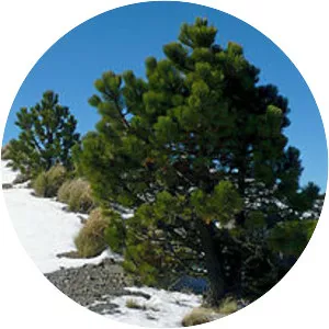 Pinus hartwegii - 