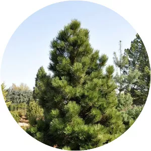 Pinus heldreichii - Plants