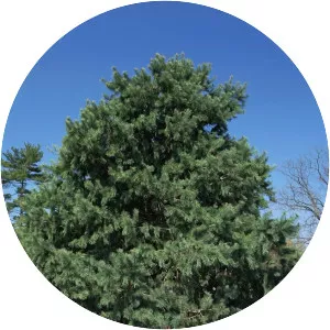 Pinus johannis - 