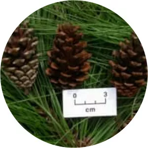 Pinus kesiya (Khasi Çamı)