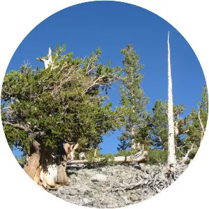 Pinus longaeva - Plants