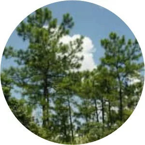 Pinus massoniana - Plants