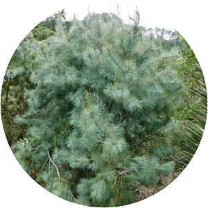 Pinus maximartinezii - 