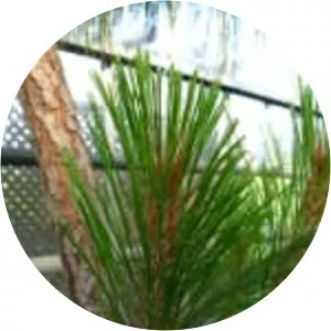Pinus montezumae - Plants
