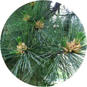Pinus peuce