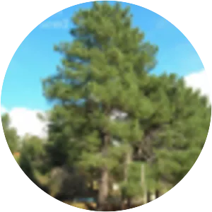 Pinus pinaster - Plants