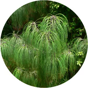 Pinus pseudostrobus - Plants