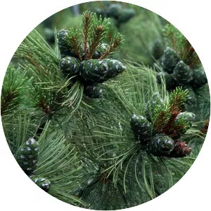 Pinus pumila - Plants