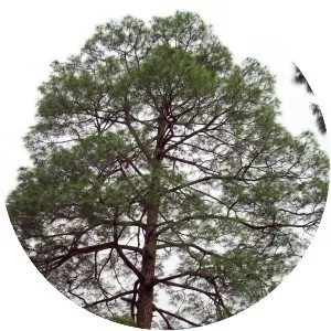 Pinus roxburghii - Plants