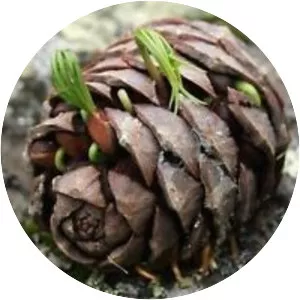 Pinus sibirica - Plants