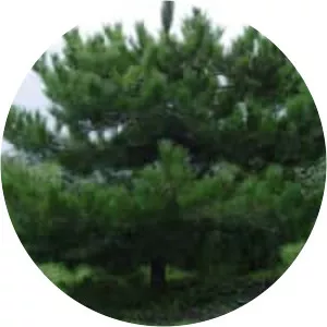 Pinus tabuliformis - Plants