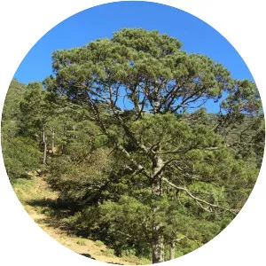 Pinus teocote - 