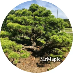 Pinus thunbergii - Plants