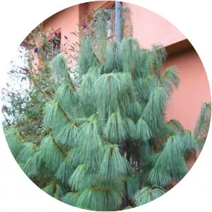 Pinus wallichiana - Plants