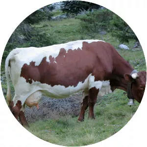 Pinzgauer cattle - Domesticated cattle breed