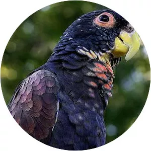 Pionus