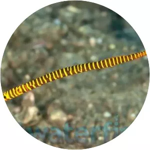 Pipefish - Fish