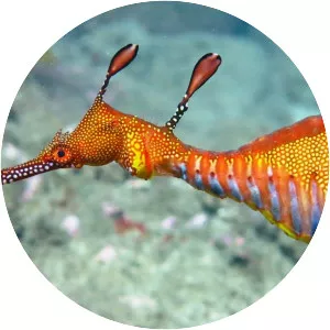Pipefishes and allies - Fish