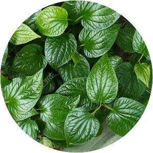 Piper sarmentosum - Plants