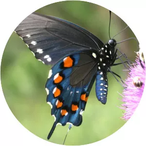 Pipevine swallowtail
