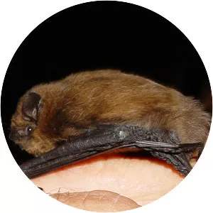 Pipistrelles