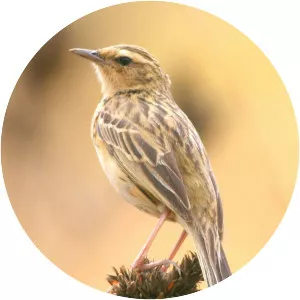 Pipits (İncir kuşu)
