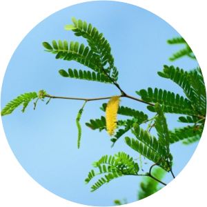 Piptadenia moniliformis - 