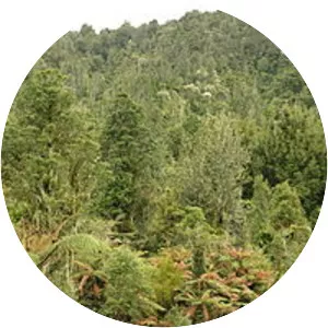 Pirongia Forest Park - 