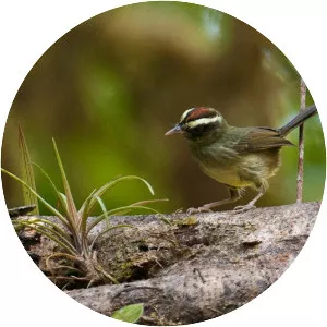Pirre warbler - Bird