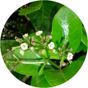 Pisonia brunoniana