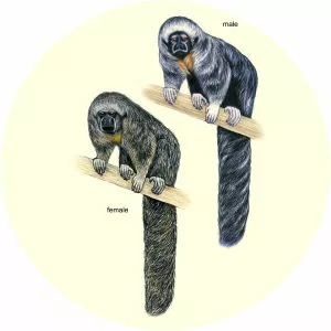 Pissinatti's saki - Primate