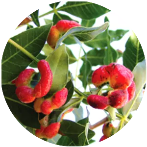 Pistacia integerrima