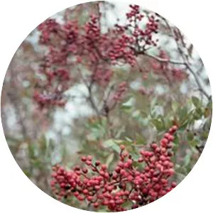 Pistacia terebinthus