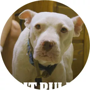 Pit Bulls and Parolees: Harrowing Rescues