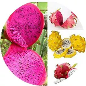 Pitaya