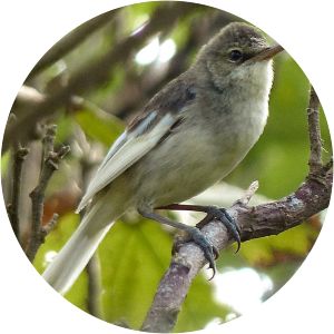 Pitcairn reed warbler
