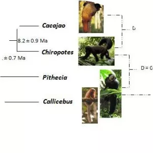 Pitheciinae - Primate
