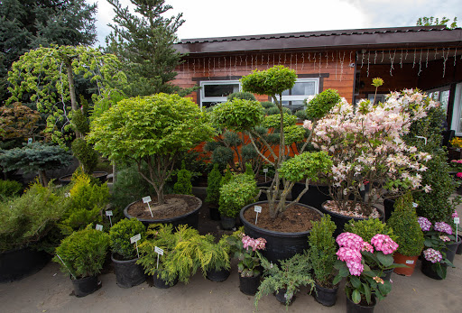 Pitomnik Rasteniy Zelenyy Les - Plant nursery in Petrovo-Dalneye, Russia