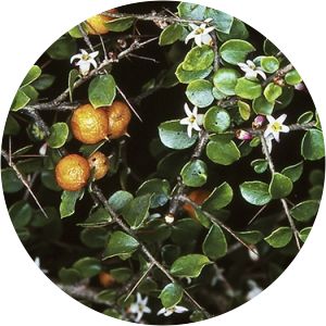 Pittosporum multiflorum